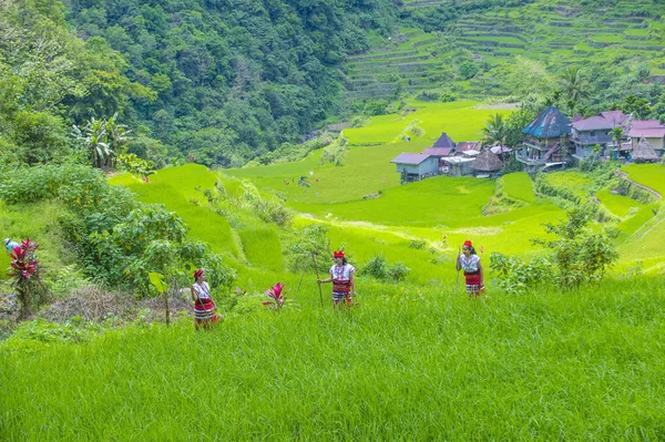 Banaue Filipinler Mayıs Azınlık Ifugao Pirinç Terasları Banaue Türkiye Üzerinde — Stok fotoğraf