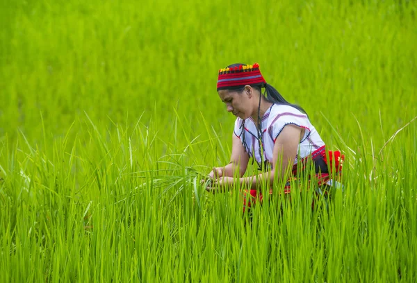 Banaue, Filipinler - Mayıs 02: Kadından Ifugao pirinç terasları Banaue Türkiye üzerinde 02 Mayıs 2018 yılında yakınındaki azınlık. Kuzey Filipinler dağların çoğunlukla canlı Ifugao azınlık