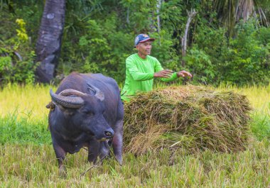 Marinduque, Filipinler - 31 Mart: üzerinde 31 Mart 2018 Marinduque adası Filipinler pirinç alanında çalışan Filipino çiftçi 