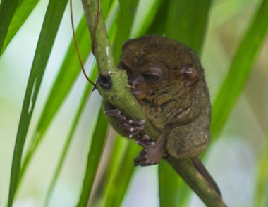 Tarsier Bohol Adası Filipinler Tarsier dünyanın en küçük başkanıdır