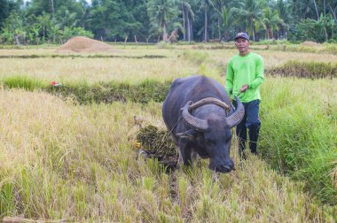 Marinduque, Filipinler - 31 Mart: üzerinde 31 Mart 2018 Marinduque adası Filipinler pirinç alanında çalışan Filipino çiftçi 