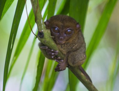 Tarsier Bohol Adası Filipinler Tarsier dünyanın en küçük başkanıdır