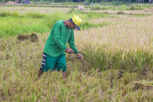 フィリピン フィリピン農民の 2018 日にはフィリピンのマリンドゥケ島の田んぼで作業 — ストック写真