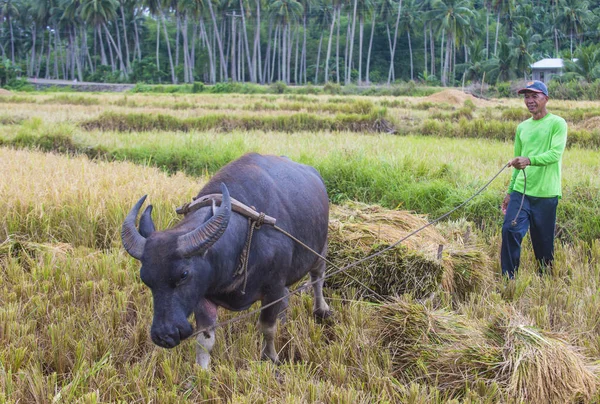 フィリピン フィリピン農民の 2018 日にはフィリピンのマリンドゥケ島の田んぼで作業 — ストック写真