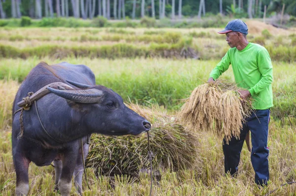 Marinduque Filippijnen Maart Tagalog Boer Werken Bij Een Rijst Veld — Stockfoto