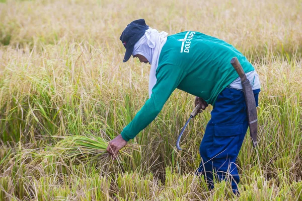 Marinduque Philippines March Filipino Farmer Working Rice Field Marinduque Island — Stock Photo, Image