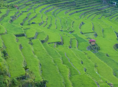 Pirinç terasları alanları Banaue, Filipinler görünümünü. Banaue rice terraces 1995 yılından bu yana UNESCO Dünya Miras listesi vardır