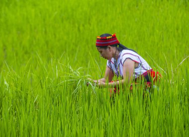 Banaue, Filipinler - Mayıs 02: Kadından Ifugao pirinç terasları Banaue Türkiye üzerinde 02 Mayıs 2018 yılında yakınındaki azınlık. Kuzey Filipinler dağların çoğunlukla canlı Ifugao azınlık