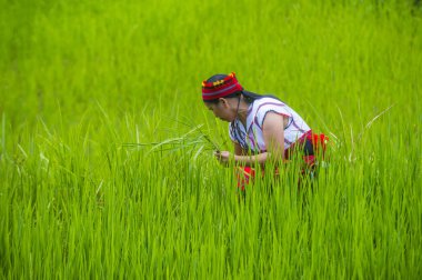 Banaue, Filipinler - Mayıs 02: Kadından Ifugao pirinç terasları Banaue Türkiye üzerinde 02 Mayıs 2018 yılında yakınındaki azınlık. Kuzey Filipinler dağların çoğunlukla canlı Ifugao azınlık