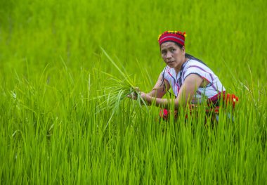 Banaue, Filipinler - Mayıs 02: Kadından Ifugao pirinç terasları Banaue Türkiye üzerinde 02 Mayıs 2018 yılında yakınındaki azınlık. Kuzey Filipinler dağların çoğunlukla canlı Ifugao azınlık