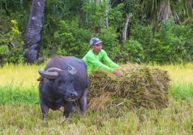 Marinduque, Filipinler - 31 Mart: üzerinde 31 Mart 2018 Marinduque adası Filipinler pirinç alanında çalışan Filipino çiftçi 
