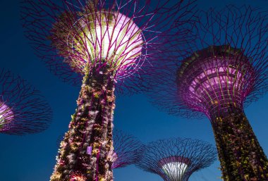 Singapur - 22 Şubat: Singapur Februery 22 2018 üzerinde Bay tarafından bahçelerde Supertrees. Ağaçlar farklı renklerle aydınlatılmış bir müzik ve ışık gösterisi olmasıdır