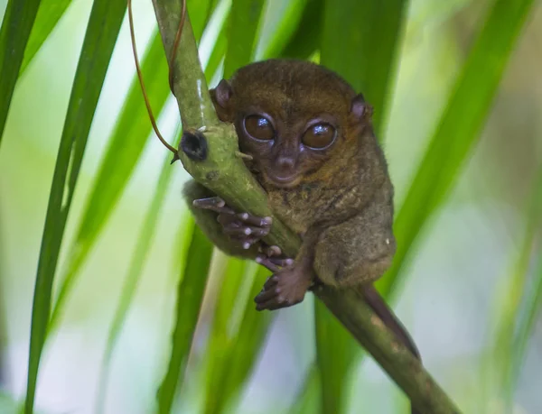 Довгоп Філіппінах Острові Бохол Довгоп Найменші Примати Світі — стокове фото