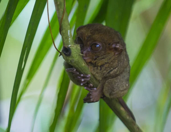 Tarsier Isla Bohol Filipinas Tarsier Primate Más Pequeño Del Mundo — Foto de Stock