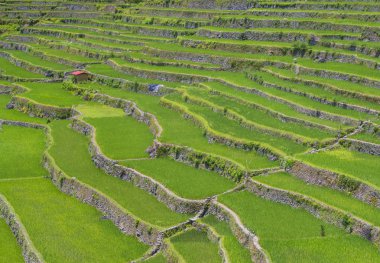 Pirinç terasları alanları Banaue, Filipinler görünümünü. Banaue rice terraces 1995 yılından bu yana UNESCO Dünya Miras listesi vardır