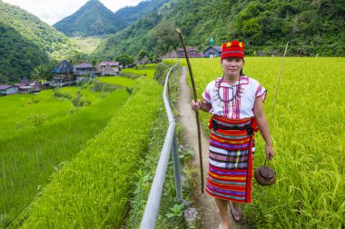 Banaue, Filipinler - Mayıs 02: Kadından Ifugao pirinç terasları Banaue Türkiye üzerinde 02 Mayıs 2018 yılında yakınındaki azınlık. Kuzey Filipinler dağların çoğunlukla canlı Ifugao azınlık
