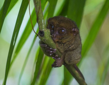 Tarsier Bohol Adası Filipinler Tarsier dünyanın en küçük başkanıdır