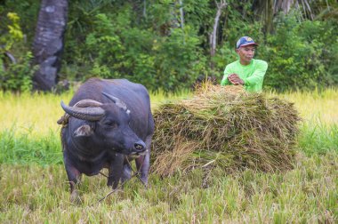 Marinduque, Filipinler - 31 Mart: üzerinde 31 Mart 2018 Marinduque adası Filipinler pirinç alanında çalışan Filipino çiftçi 