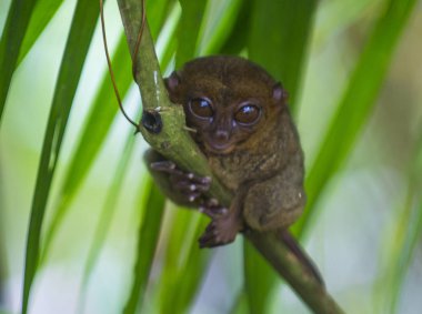 Tarsier Bohol Adası Filipinler Tarsier dünyanın en küçük başkanıdır