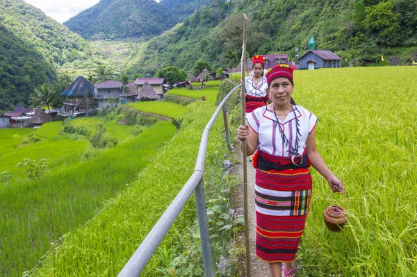 Banaue Φιλιππίνες Μαϊ Γυναίκες Από Ifugao Μειονότητα Κοντά Ένα Ρύζι — Φωτογραφία Αρχείου