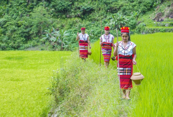 Banaue Φιλιππίνες Μαϊ Γυναίκες Από Ifugao Μειονότητα Κοντά Ένα Ρύζι — Φωτογραφία Αρχείου