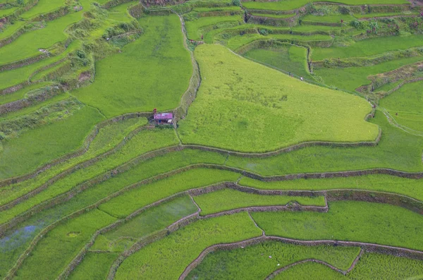 Vista Dos Campos Terraços Arroz Banaue Filipinas Terraços Arroz Banaue — Fotografia de Stock