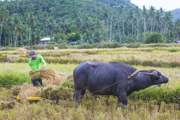 Marinduque Filippijnen Maart Tagalog Boer Werken Bij Een Rijst Veld — Stockfoto