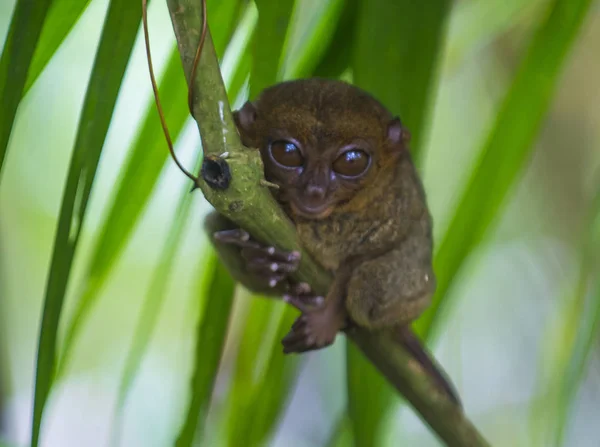 Tarsier Nell Isola Bohol Filippine Tarsier Primate Più Piccolo Del — Foto Stock