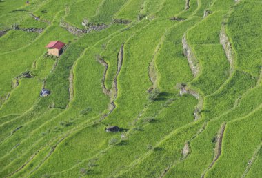 Pirinç terasları alanları Banaue, Filipinler görünümünü. Banaue rice terraces 1995 yılından bu yana UNESCO Dünya Miras listesi vardır