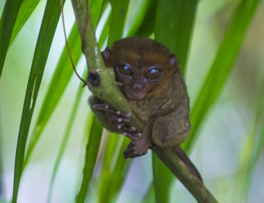 Tarsier Bohol Adası Filipinler Tarsier dünyanın en küçük başkanıdır