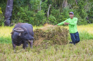 Marinduque, Filipinler - 31 Mart: üzerinde 31 Mart 2018 Marinduque adası Filipinler pirinç alanında çalışan Filipino çiftçi 
