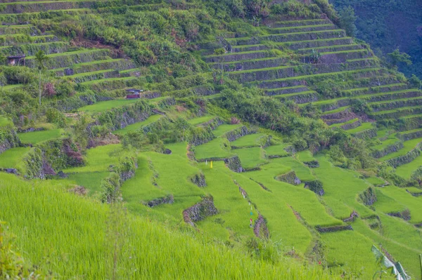 Pirinç terasları alanları Banaue, Filipinler görünümünü. Banaue rice terraces 1995 yılından bu yana UNESCO Dünya Miras listesi vardır
