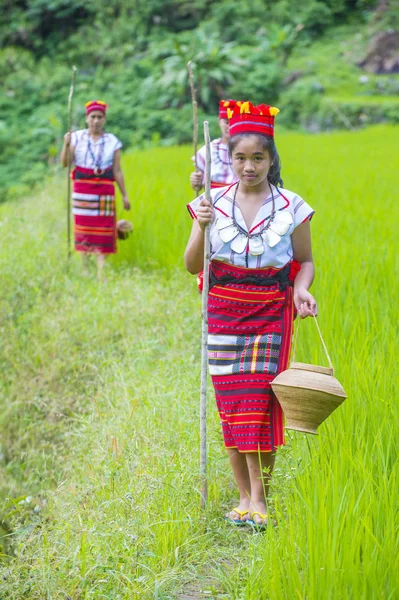 Banaue Φιλιππίνες Μαϊ Γυναίκες Από Ifugao Μειονότητα Κοντά Ένα Ρύζι — Φωτογραφία Αρχείου