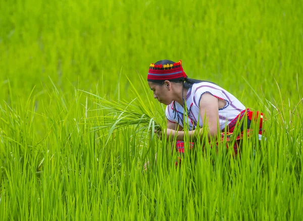 Banaue, Filipinler - Mayıs 02: Kadından Ifugao pirinç terasları Banaue Türkiye üzerinde 02 Mayıs 2018 yılında yakınındaki azınlık. Kuzey Filipinler dağların çoğunlukla canlı Ifugao azınlık