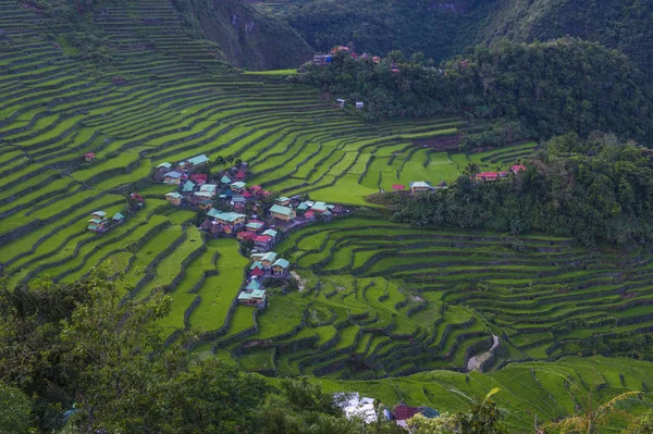 Blick Auf Reisterrassen Felder Banaue Philippinen Die Reisterrassen Der Banaue — Stockfoto