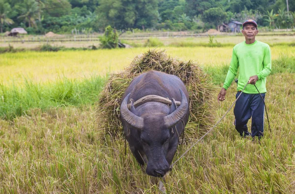 Marinduque Filipiny Marca Filipiński Rolnik Nad Polami Ryżu Filipinach Wyspy — Zdjęcie stockowe