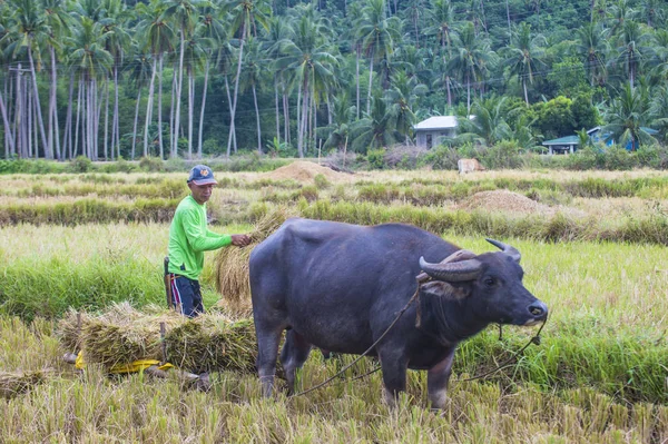 Marinduque, Filipinler - 31 Mart: üzerinde 31 Mart 2018 Marinduque adası Filipinler pirinç alanında çalışan Filipino çiftçi 
