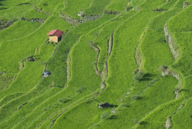 Pirinç terasları alanları Banaue, Filipinler görünümünü. Banaue rice terraces 1995 yılından bu yana UNESCO Dünya Miras listesi vardır