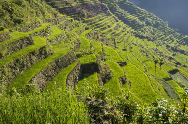 Pirinç terasları alanları Banaue, Filipinler görünümünü. Banaue rice terraces 1995 yılından bu yana UNESCO Dünya Miras listesi vardır