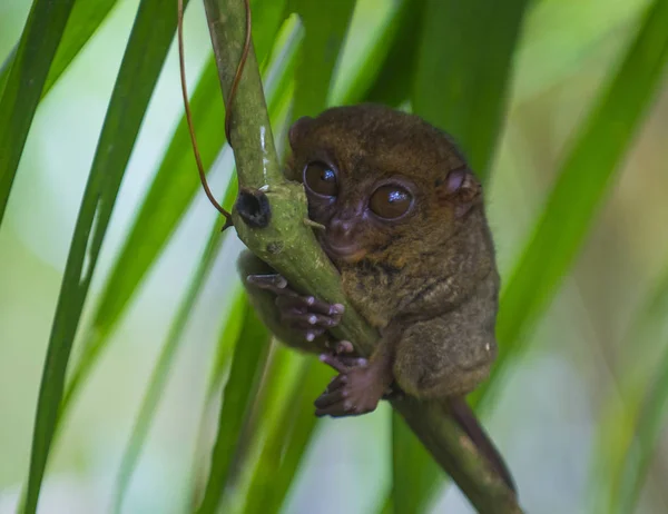 Tarsier Filipinach Wyspy Bohol Tarsier Jest Najmniejszych Naczelnych Świecie — Zdjęcie stockowe