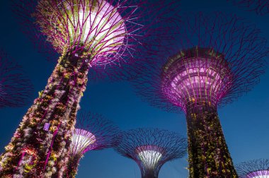 Singapur - 22 Şubat: Singapur Februery 22 2018 üzerinde Bay tarafından bahçelerde Supertrees. Ağaçlar farklı renklerle aydınlatılmış bir müzik ve ışık gösterisi olmasıdır