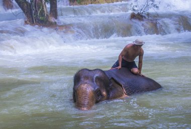 Luang Prabang, Laos - Ağustos 13: Fil banyo Luang Prabang Laos yakınındaki bir fil kampında üzerinde 13 Ağustos 2018. Fil Laos ulusal hayvan olarak kabul edilir