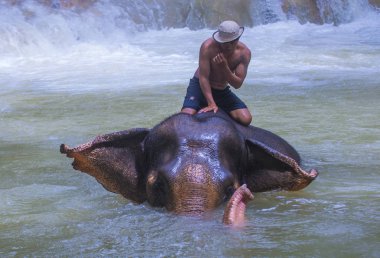 Luang Prabang, Laos - Ağustos 13: Fil banyo Luang Prabang Laos yakınındaki bir fil kampında üzerinde 13 Ağustos 2018. Fil Laos ulusal hayvan olarak kabul edilir