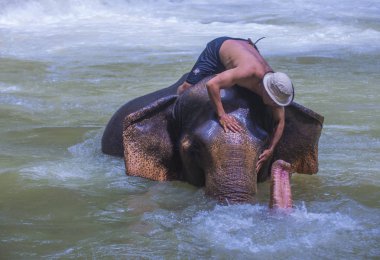 Luang Prabang, Laos - Ağustos 13: Fil banyo Luang Prabang Laos yakınındaki bir fil kampında üzerinde 13 Ağustos 2018. Fil Laos ulusal hayvan olarak kabul edilir