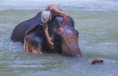 Luang Prabang, Laos - Ağustos 13: Fil banyo Luang Prabang Laos yakınındaki bir fil kampında üzerinde 13 Ağustos 2018. Fil Laos ulusal hayvan olarak kabul edilir