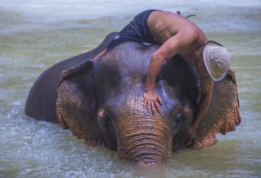 Luang Prabang, Laos - Ağustos 13: Fil banyo Luang Prabang Laos yakınındaki bir fil kampında üzerinde 13 Ağustos 2018. Fil Laos ulusal hayvan olarak kabul edilir