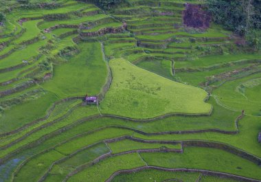 Pirinç terasları alanları Banaue, Filipinler görünümünü. Banaue rice terraces 1995 yılından bu yana UNESCO Dünya Miras listesi vardır