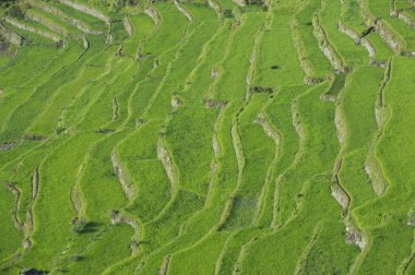 Pirinç terasları alanları Banaue, Filipinler görünümünü. Banaue rice terraces 1995 yılından bu yana UNESCO Dünya Miras listesi vardır
