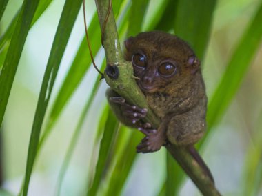 Tarsier Bohol Adası Filipinler Tarsier dünyanın en küçük başkanıdır