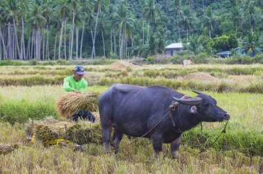 Marinduque, Filipinler - 31 Mart: üzerinde 31 Mart 2018 Marinduque adası Filipinler pirinç alanında çalışan Filipino çiftçi 